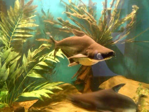 Minizoo Aqua Terra Štramberk 37km